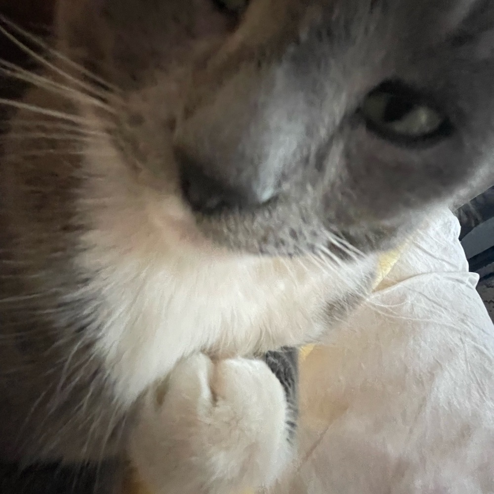 Meet your Posher, Mallory